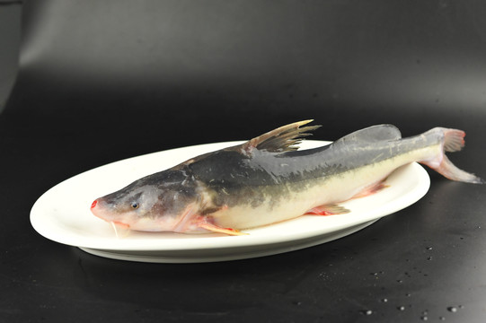 长江野生鮰鱼