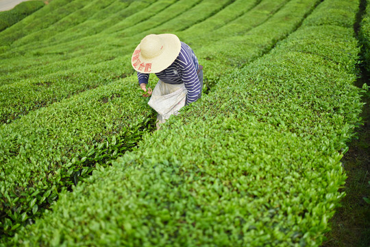 茶农与茶园