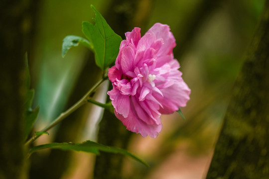 木槿花沙漠玫瑰