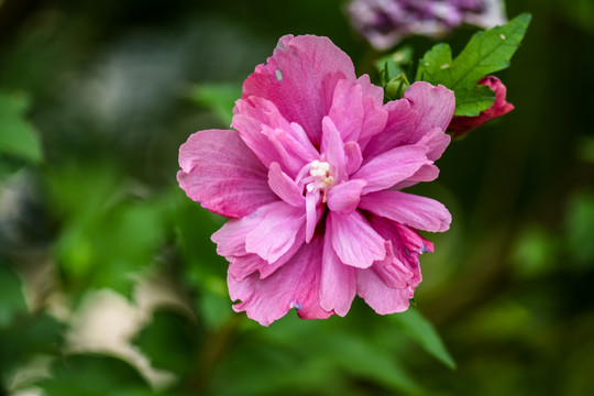 木槿花沙漠玫瑰