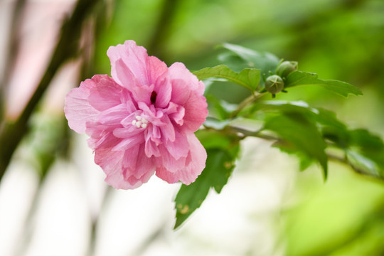 木槿花沙漠玫瑰