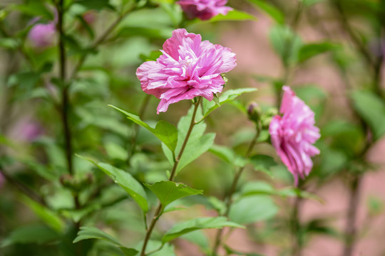 木槿花沙漠玫瑰