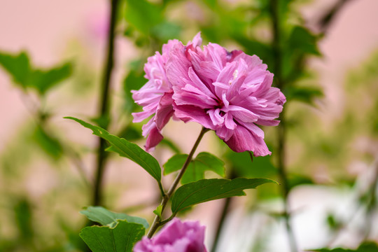 木槿花沙漠玫瑰