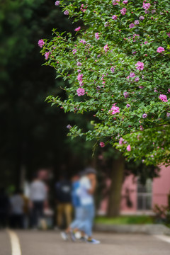 木槿花沙漠玫瑰