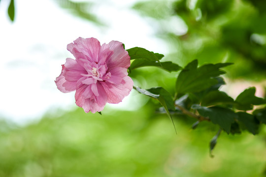 木槿花沙漠玫瑰