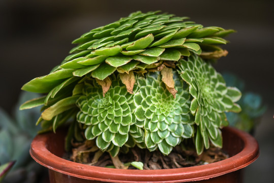 多肉花卉