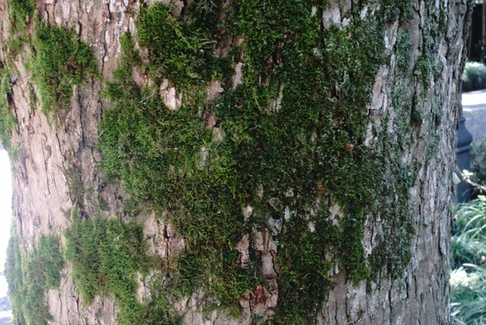 树干上的苔藓