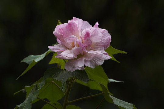 芙蓉花