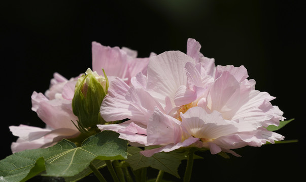 芙蓉花