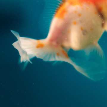 飘逸的金鱼尾巴