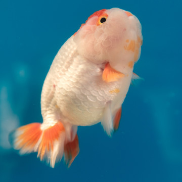 红白兰寿金鱼