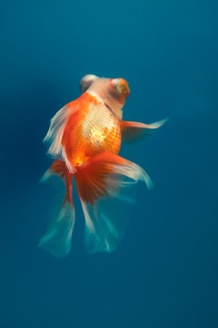 红白蝶尾金鱼高清图