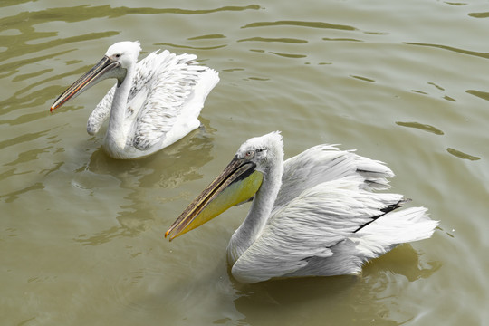 两只浮在水面的世界上喙最长的澳