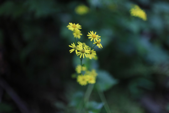 黄花绿植