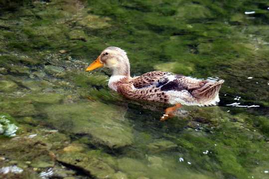 小溪里的鸭子