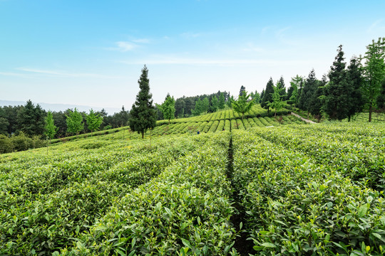 茶山茶园