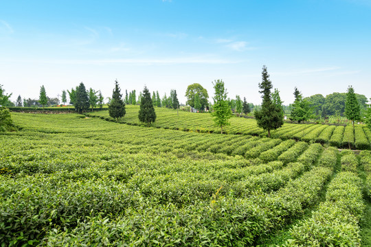 茶山茶园