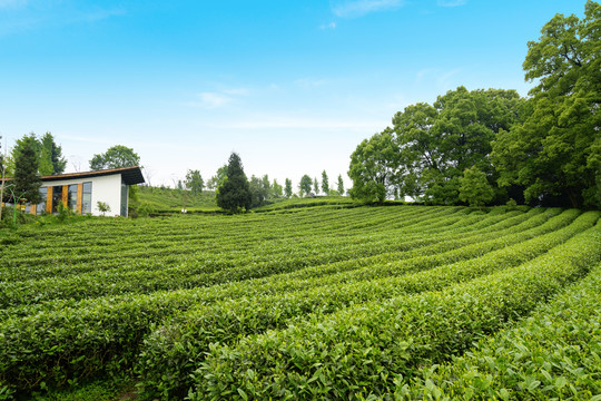 茶山茶园