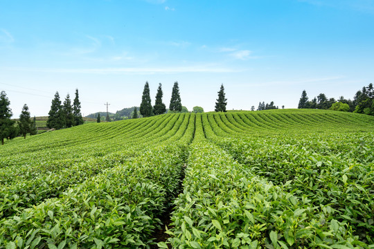 茶山茶园