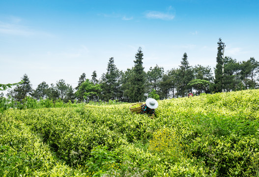 茶山茶园