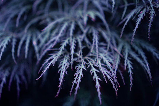 蓝紫色细叶羽毛槭