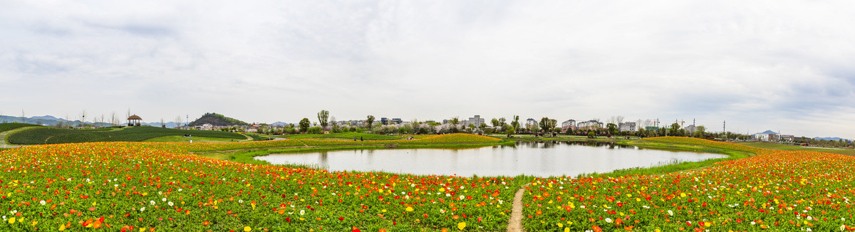 余杭径山花海全景