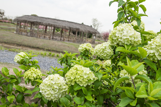 绣球花