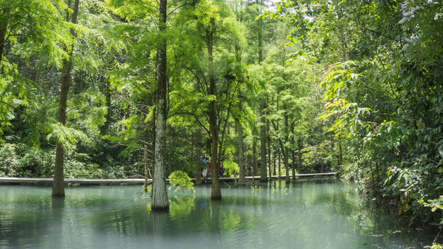 水杉风情