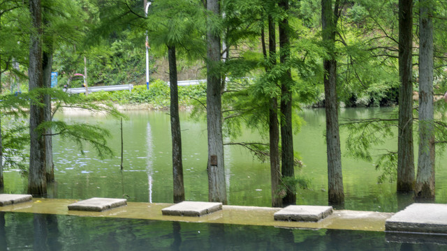 水杉风情