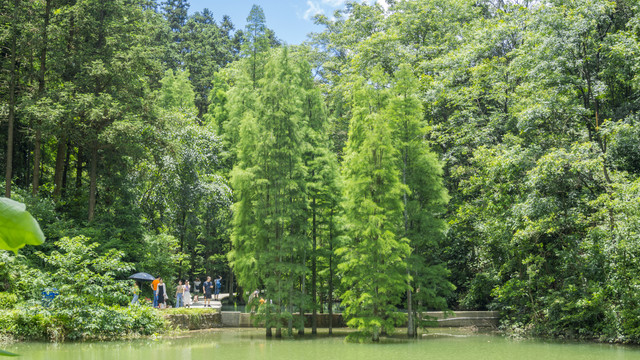 公园水杉风景