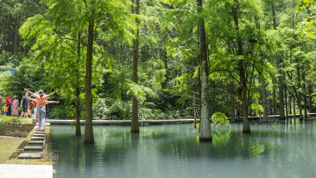 公园水杉风景