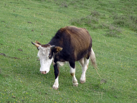 草原上行走的牛
