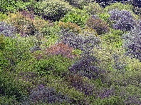 草原山坡