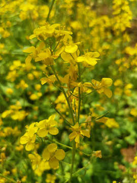 油菜花