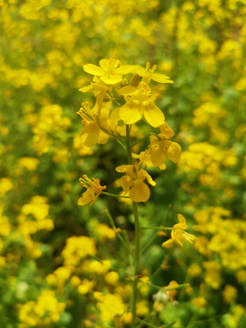 油菜花