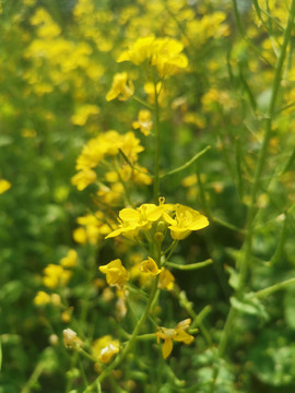 油菜花
