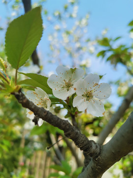 桃花