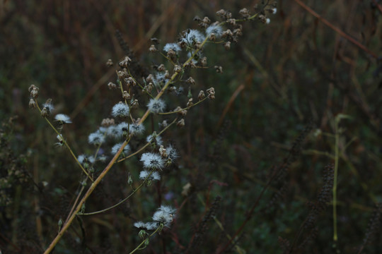 霜降后的枯草