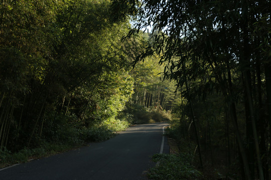 竹林掩映的路