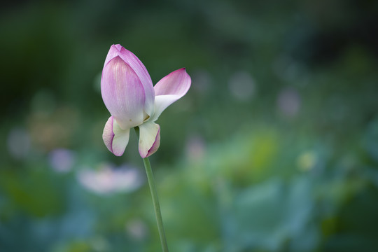 荷花莲花