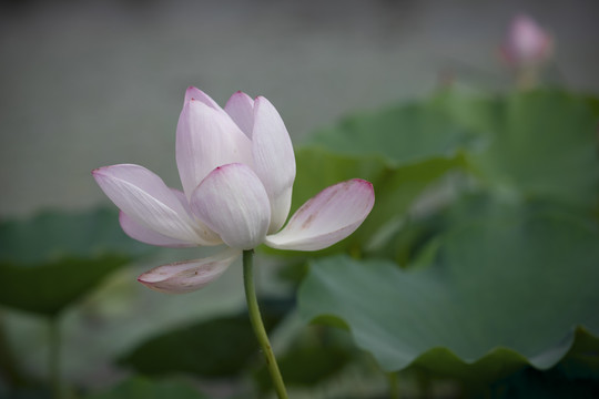 荷花莲花