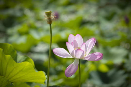 荷花莲花