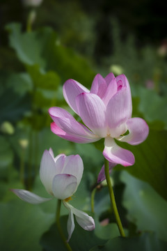 荷花莲花