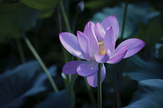 荷花莲花