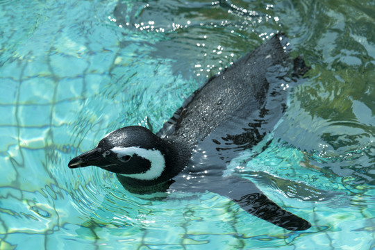 野生动物园游泳的企鹅