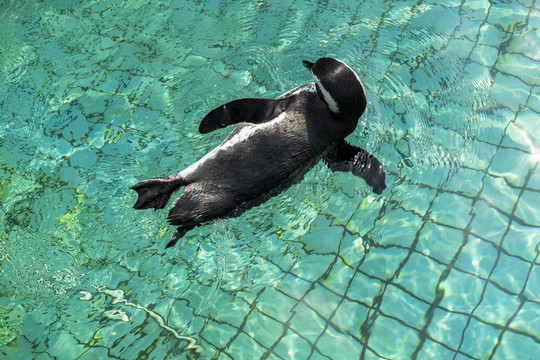 野生动物园游泳的企鹅