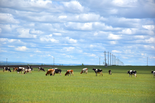 大草原上的牛群