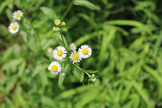 小雏菊