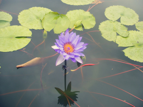 莲花