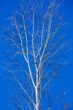 秋季白桦树枝树杆